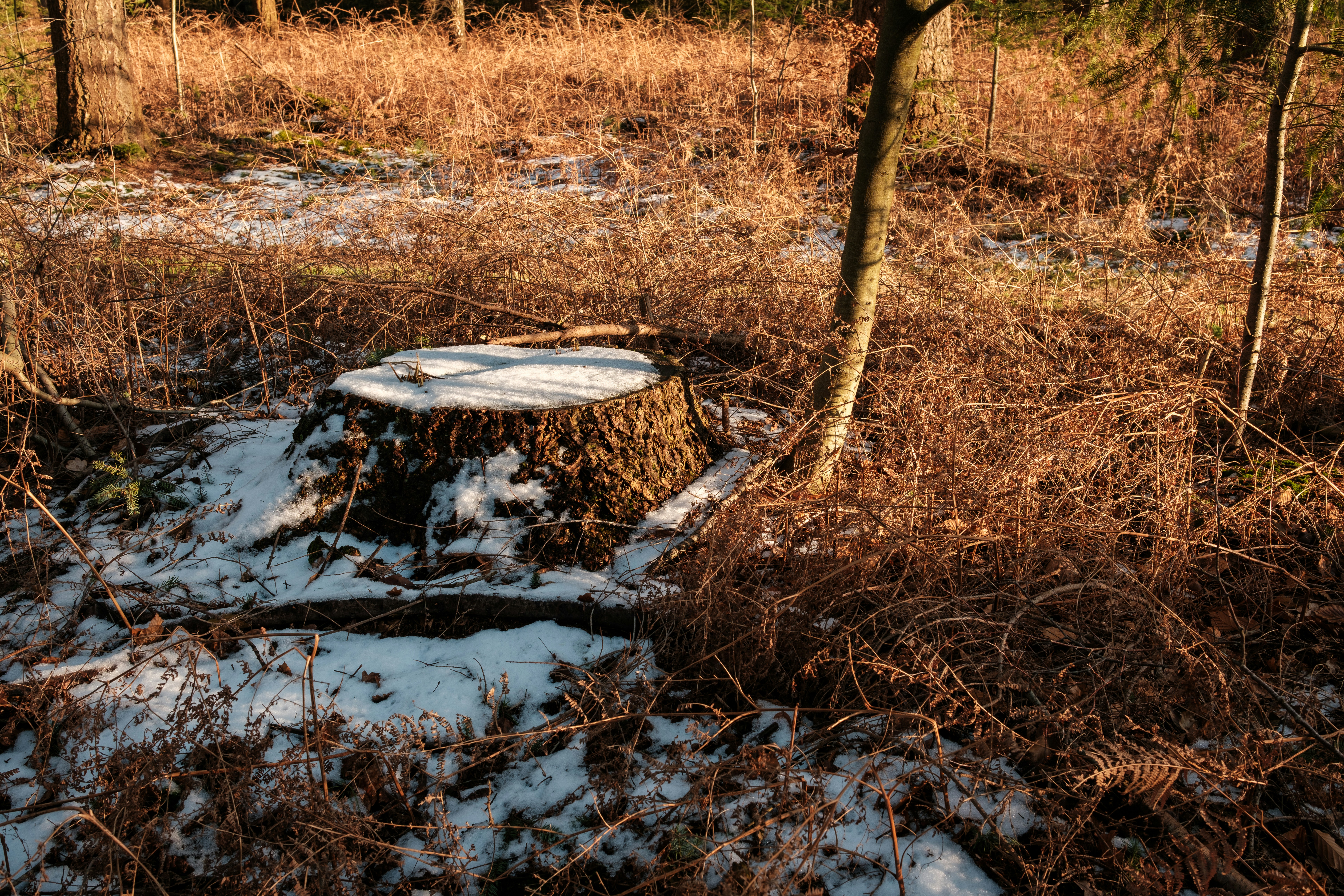 Photo by haberdoedas2