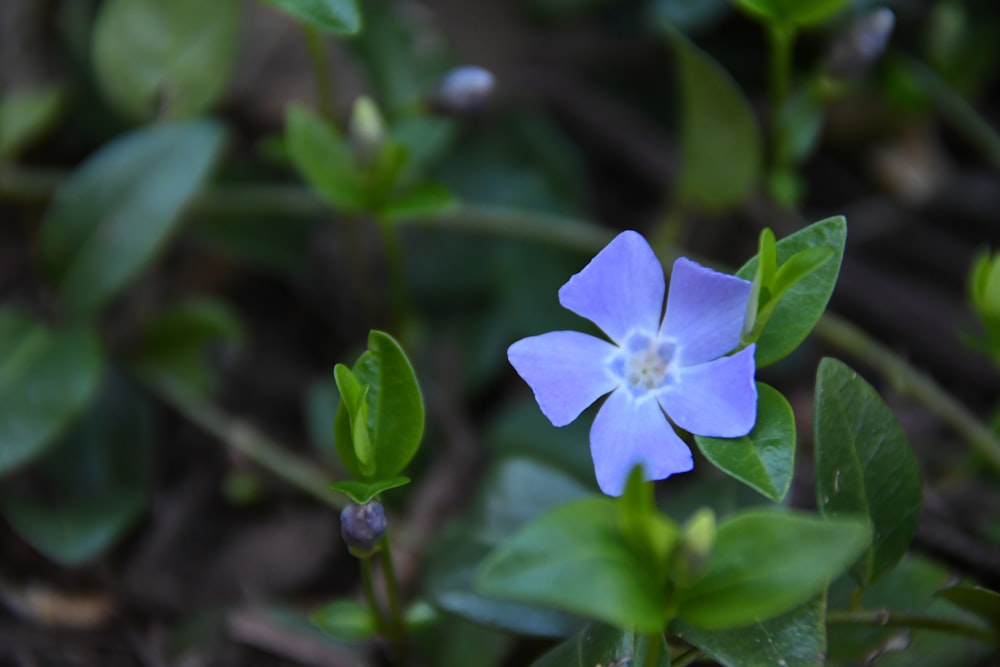 a blue flower with green leaves in the background