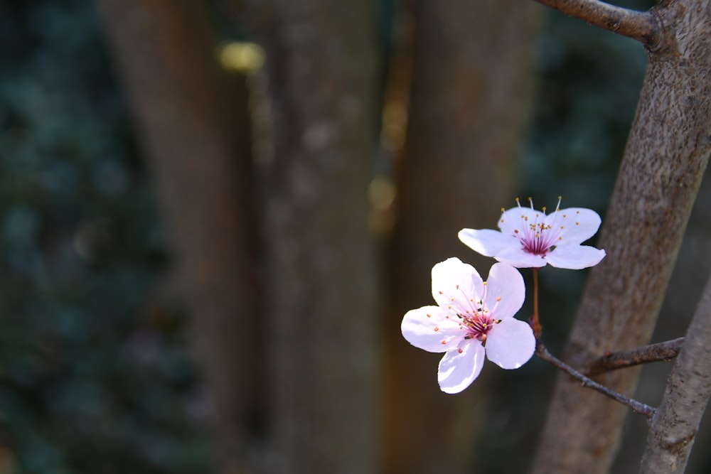 a couple of flowers that are on a tree
