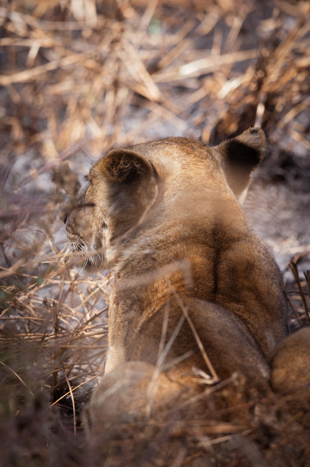 Ein Löwenjunges sitzt in freier Wildbahn im Gras