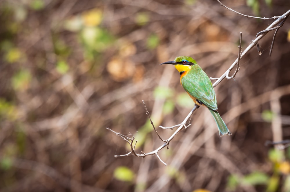 a small green and yellow bird perched on a branch