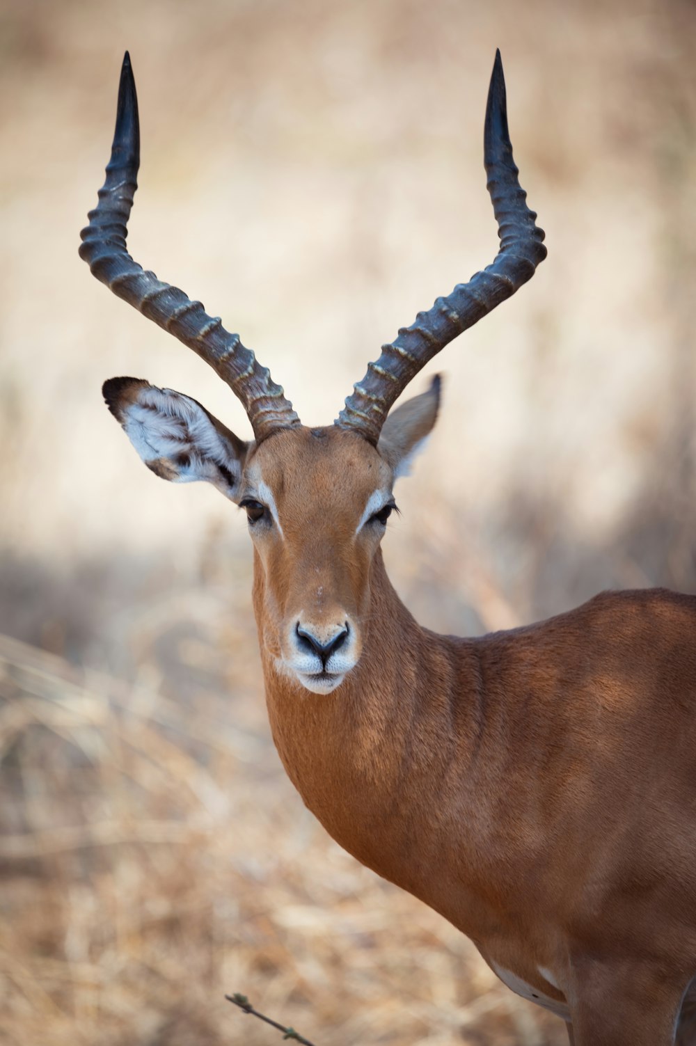 a close up of a deer with very long horns