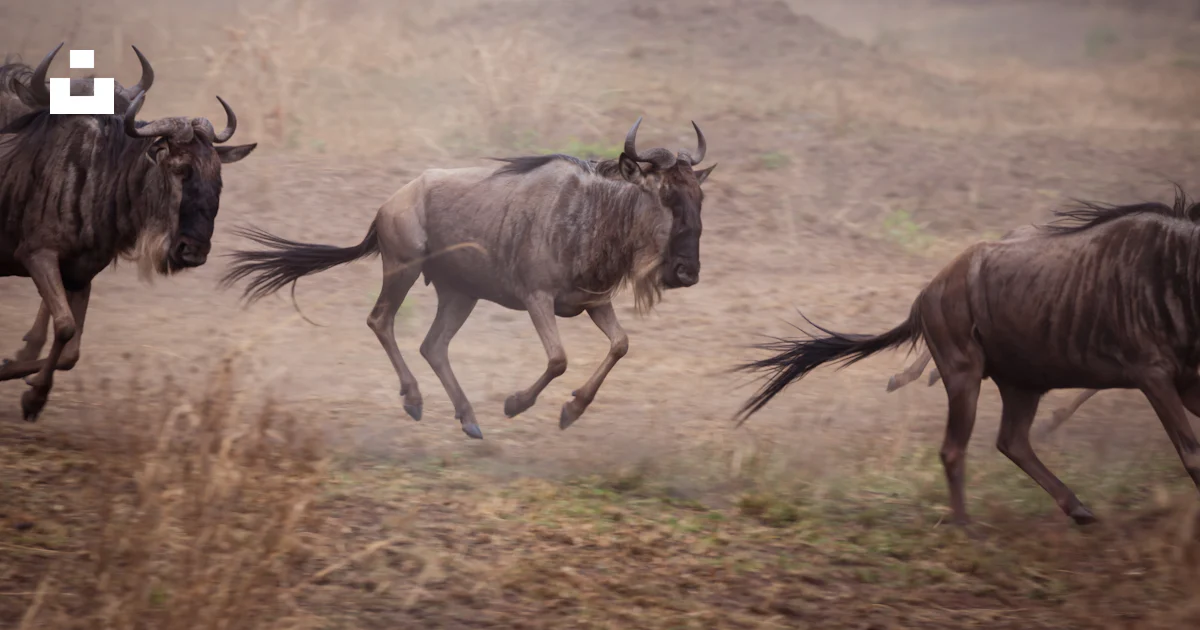 A herd of wild animals running across a field photo – Free Serengeti ...