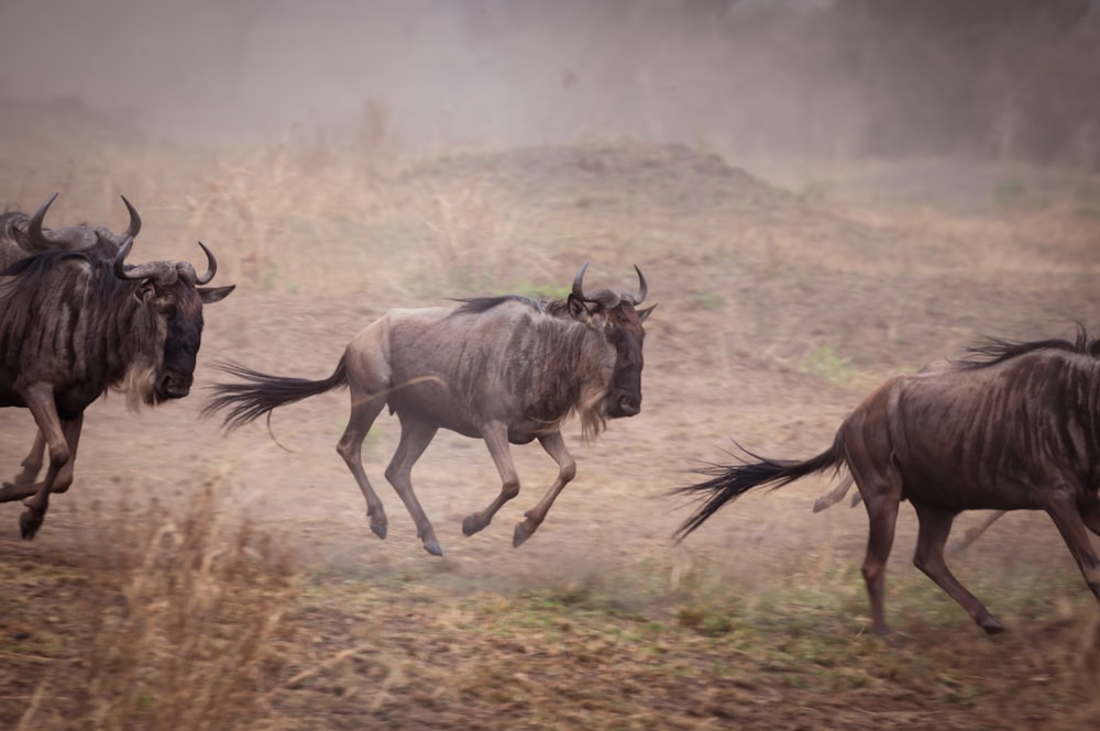 a herd of wild animals running across a field