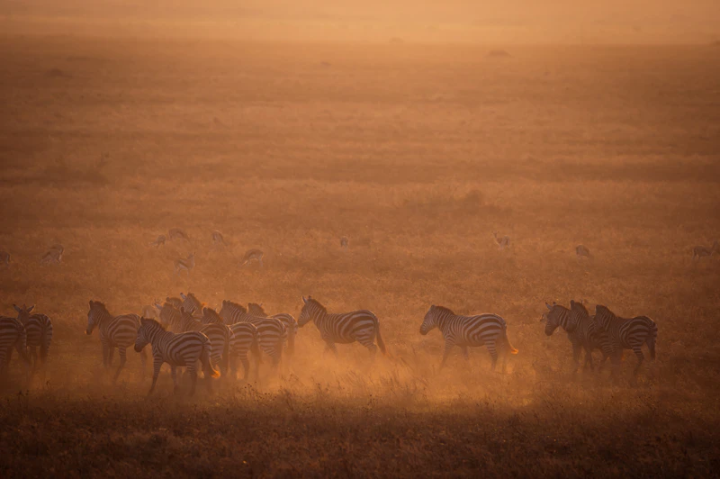 A herd of zebra grazing the dry grass plains of the Serengeti, Tanzania