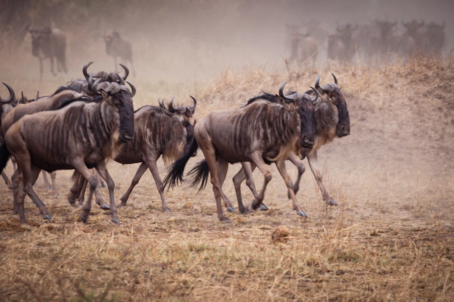 Migración en el Serengeti