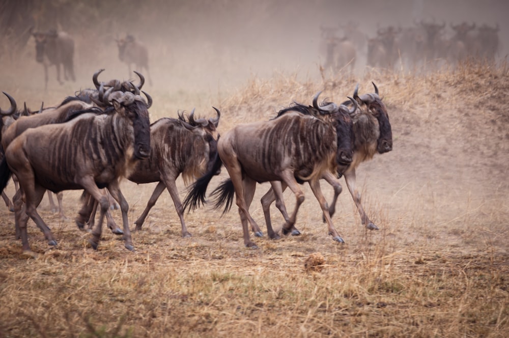 a herd of wildebeest running across a dry grass field