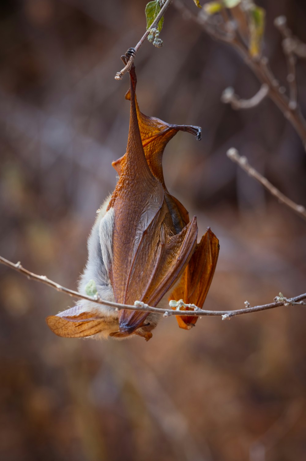uma folha morta pendurada em um galho de árvore