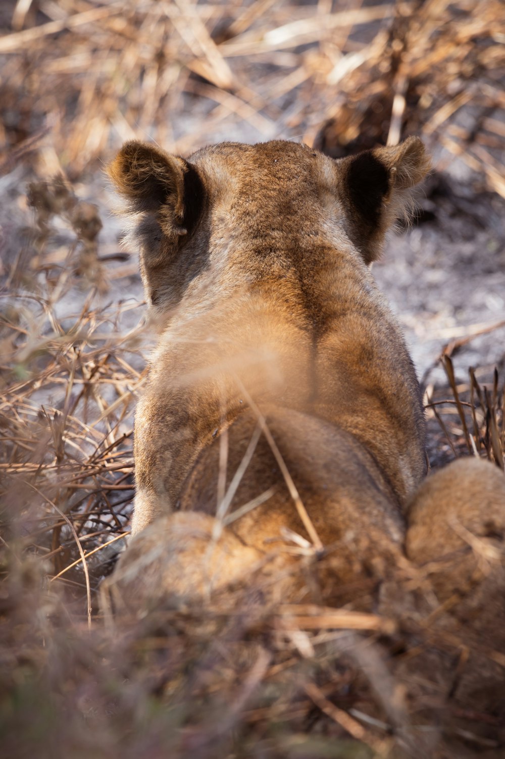 a lion cub is sitting in the grass