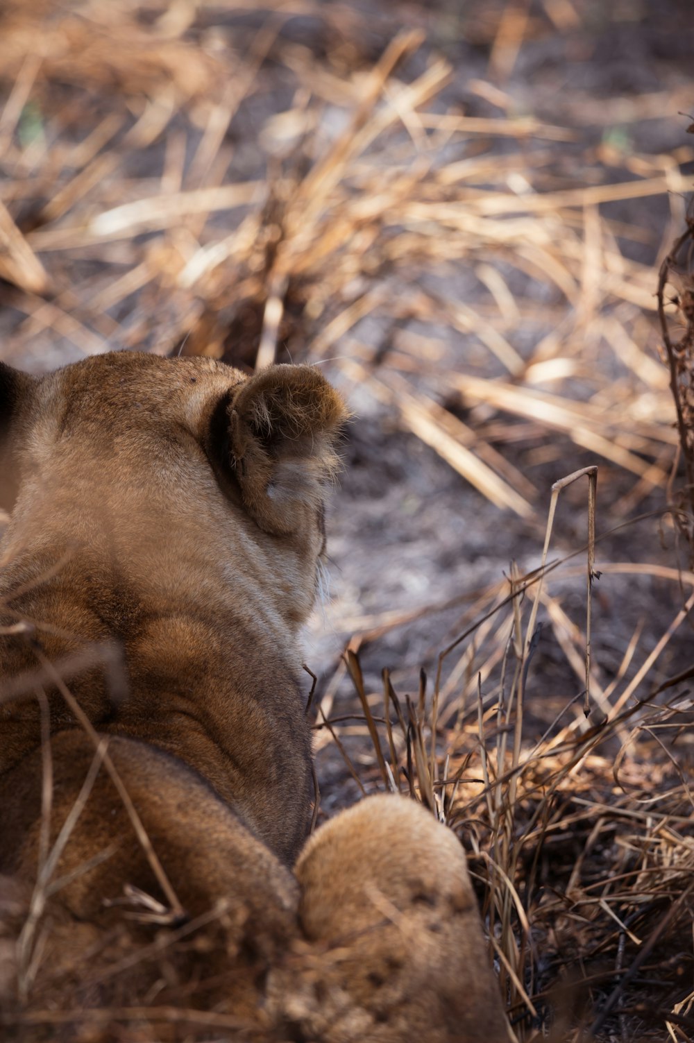 a lion cub is sitting in the grass