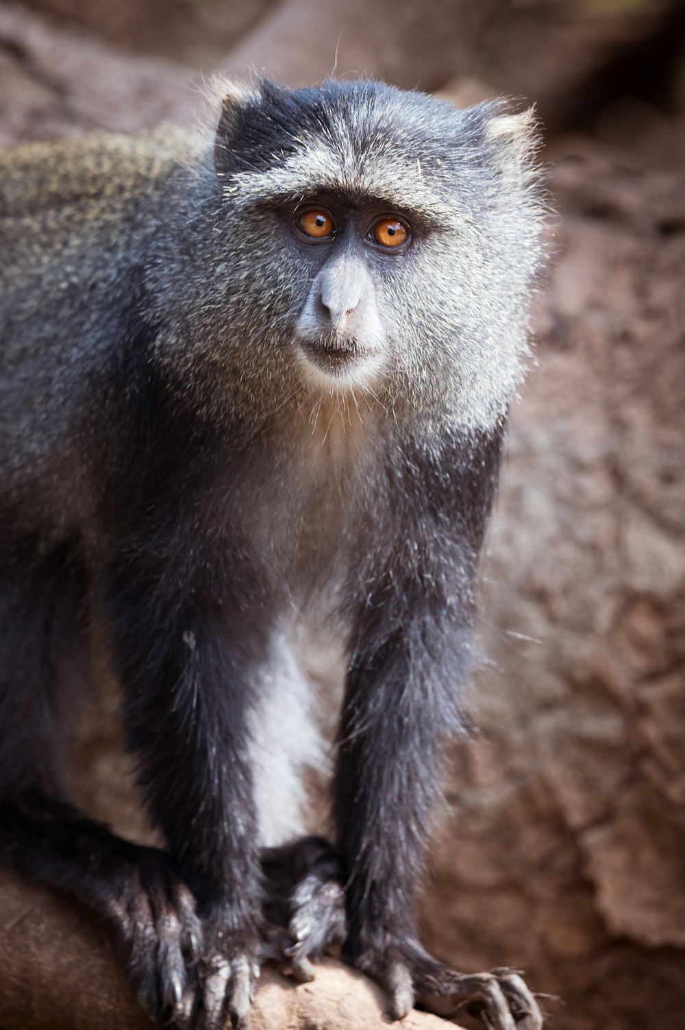 um close up de um macaco em um galho de árvore