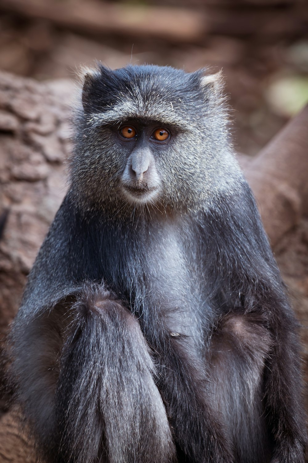 um close up de um macaco sentado em uma rocha