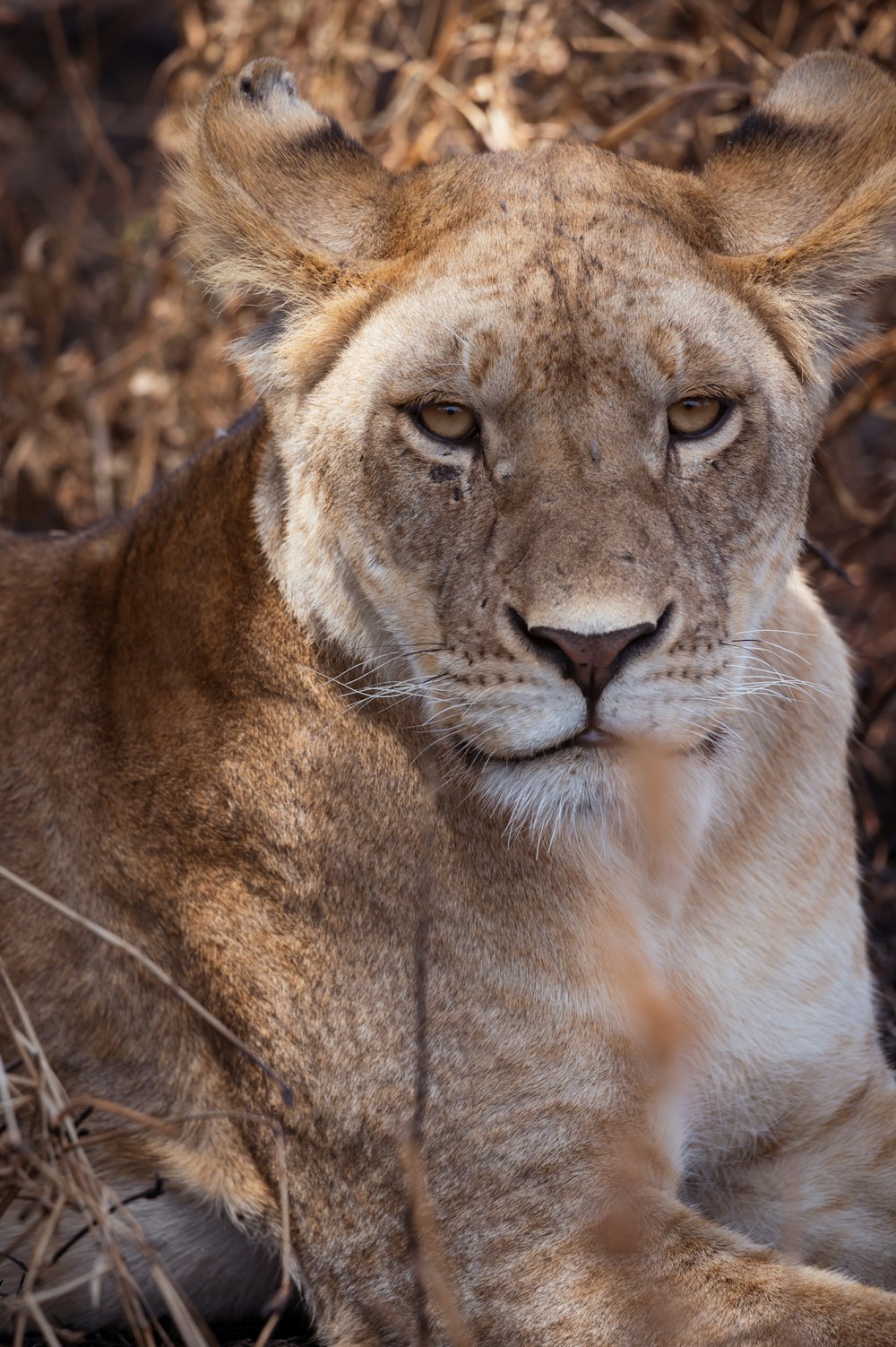 a close up of a lion laying on the ground