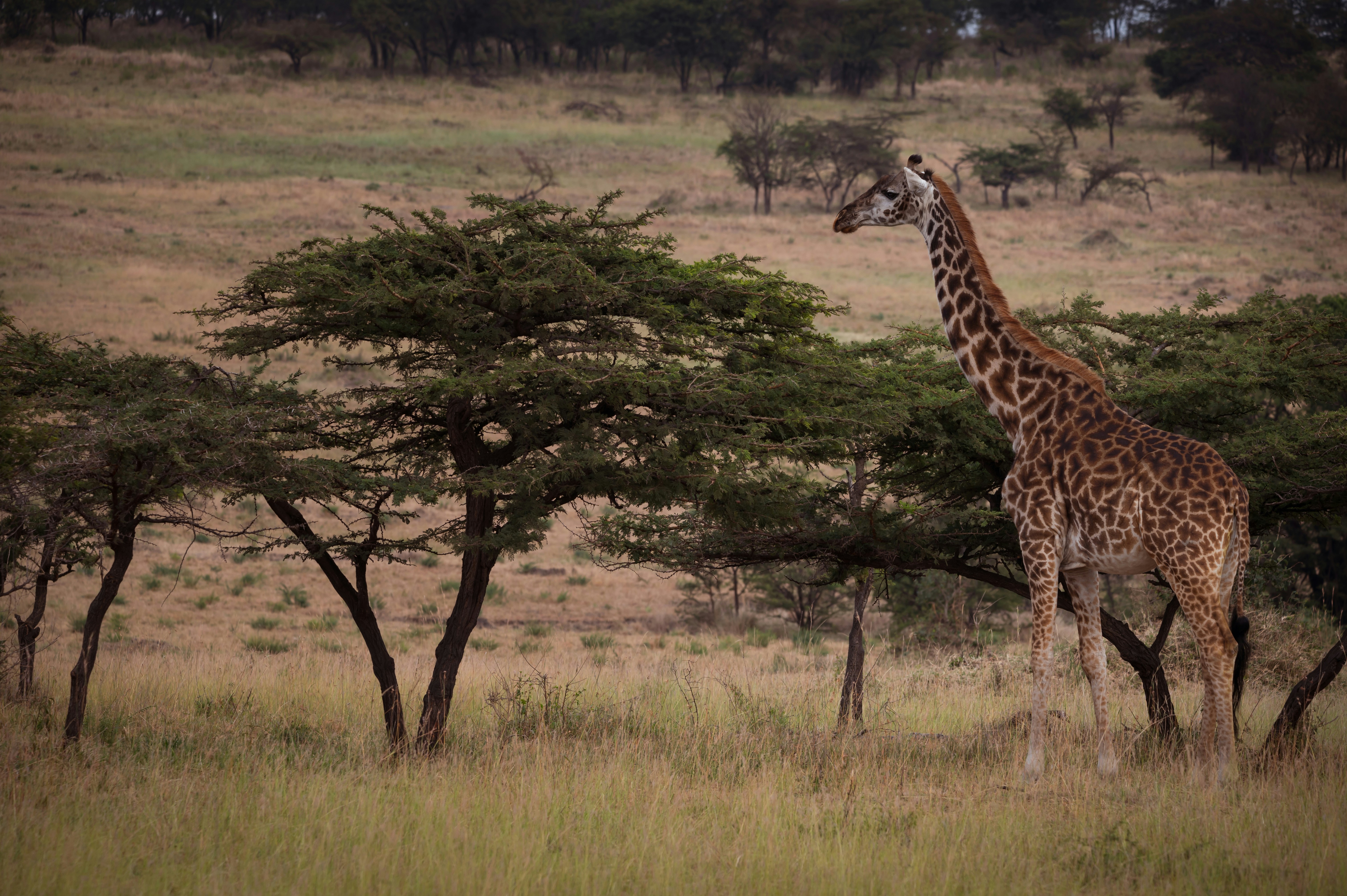 The Shocking Reality Behind Giraffe Numbers (image credits: unsplash)