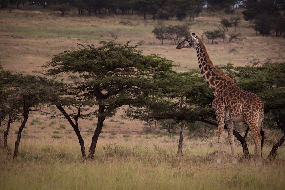 eine Giraffe steht neben einem Baum auf einem Feld