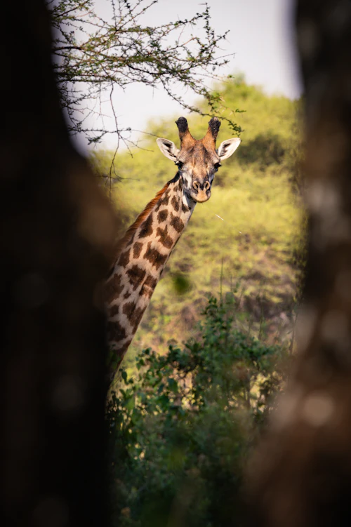 Tanzania