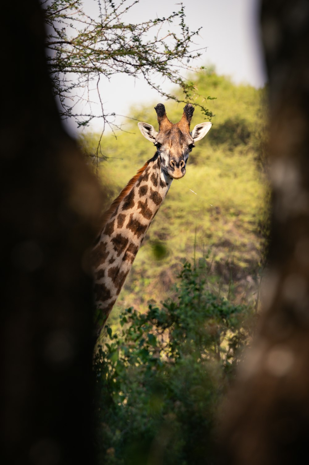 a giraffe standing next to a lush green forest