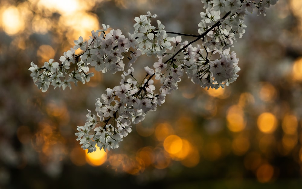 a close up of a tree with white flowers