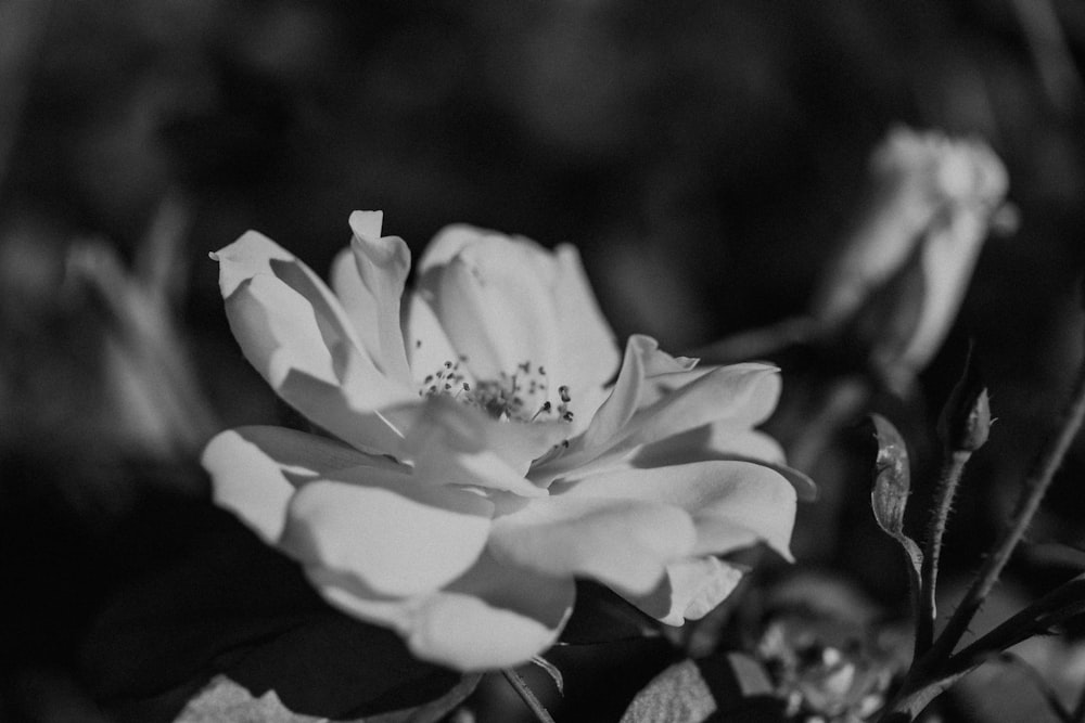 une photo en noir et blanc d’une fleur