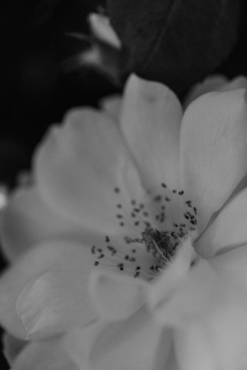 a black and white photo of a flower