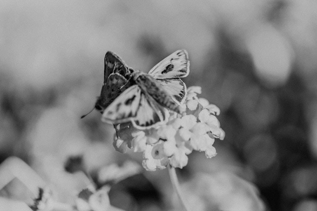 a black and white photo of a butterfly on a flower, Moths on flower