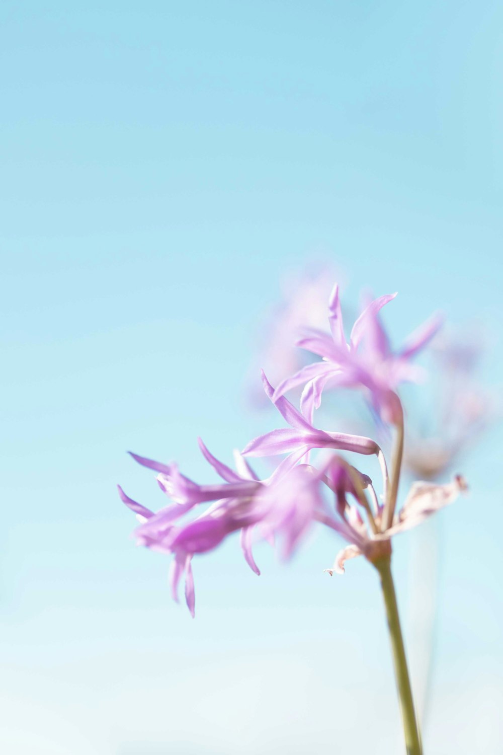 a close up of a flower with a sky background