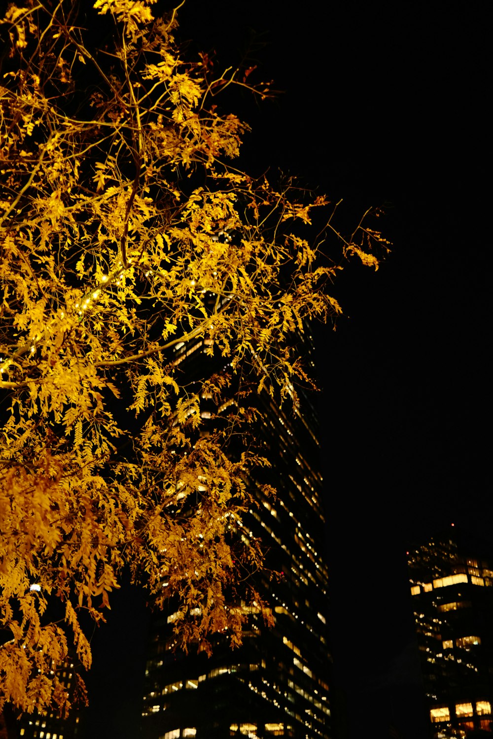 a tree in front of a tall building at night