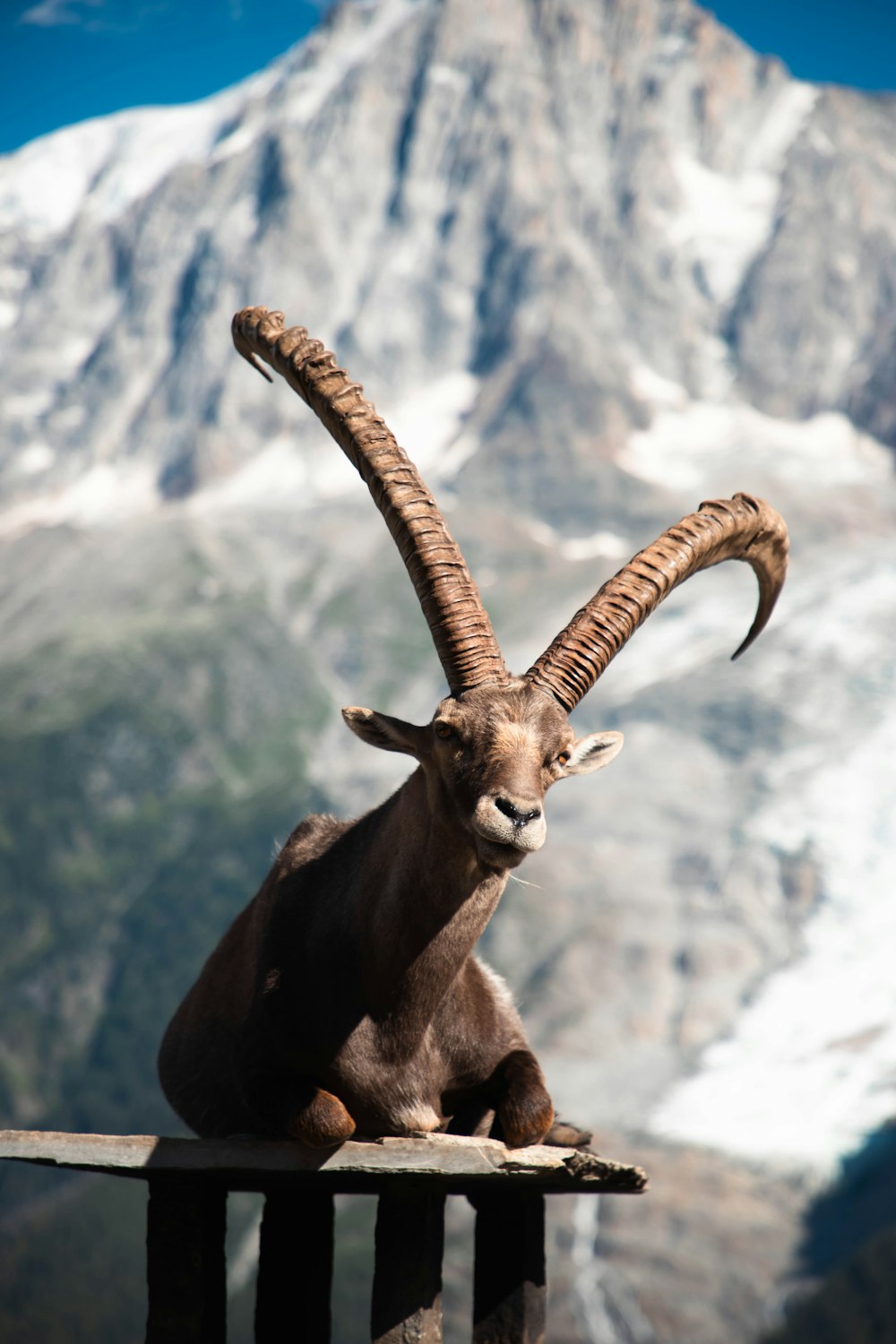 a goat with long horns sitting on a ledge