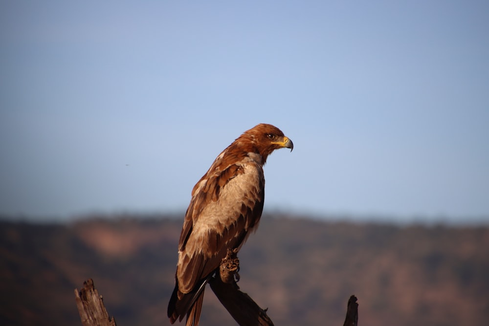 a bird perched on a tree branch with mountains in the background