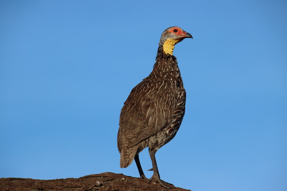 a large bird standing on top of a dirt hill
