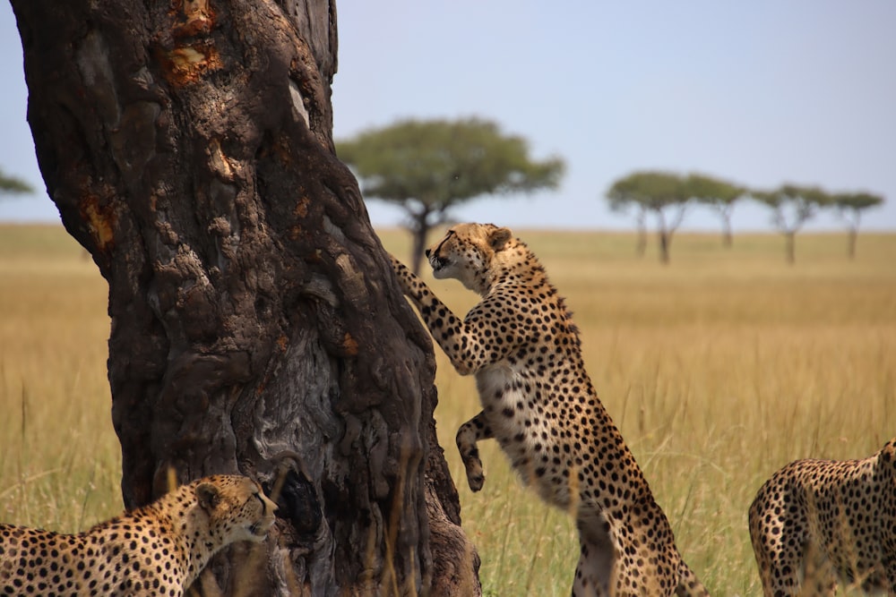 a group of cheetah standing next to a tree