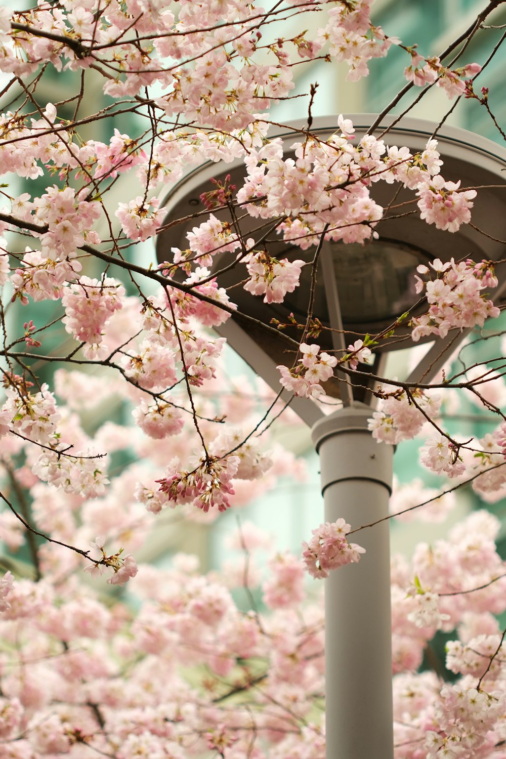 a street light surrounded by pink flowers on a tree