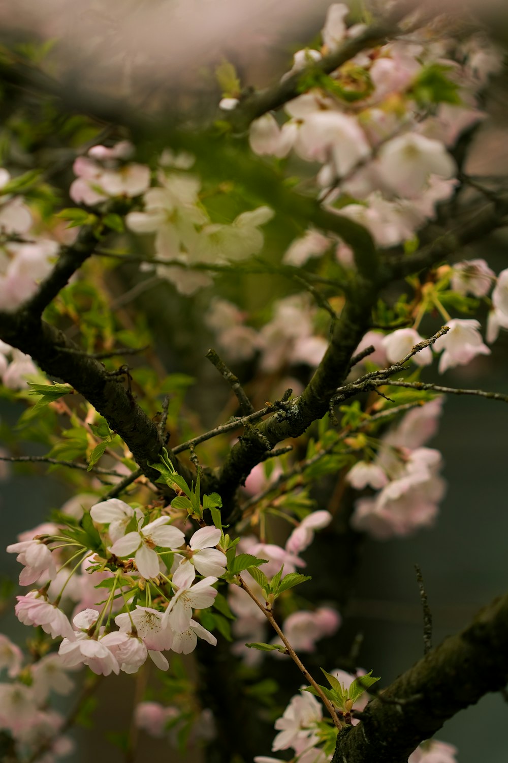 a close up of a tree with white flowers