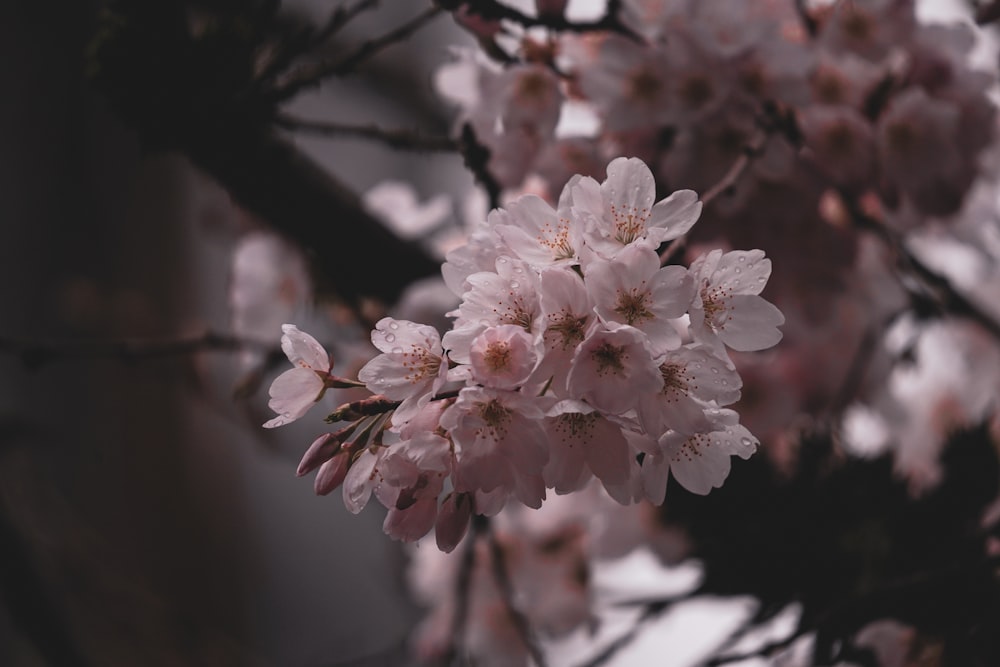 a bunch of pink flowers on a tree