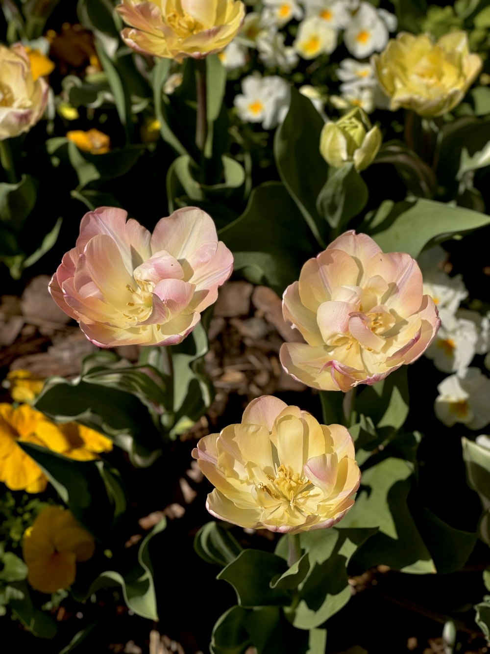 a bunch of flowers that are in the grass