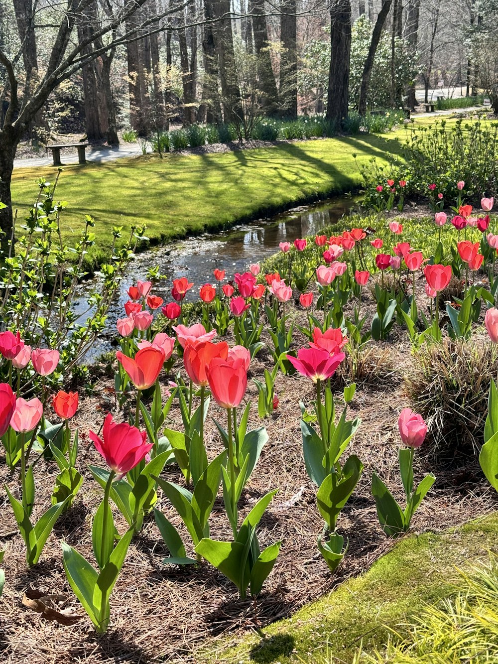 a bunch of flowers that are in the grass