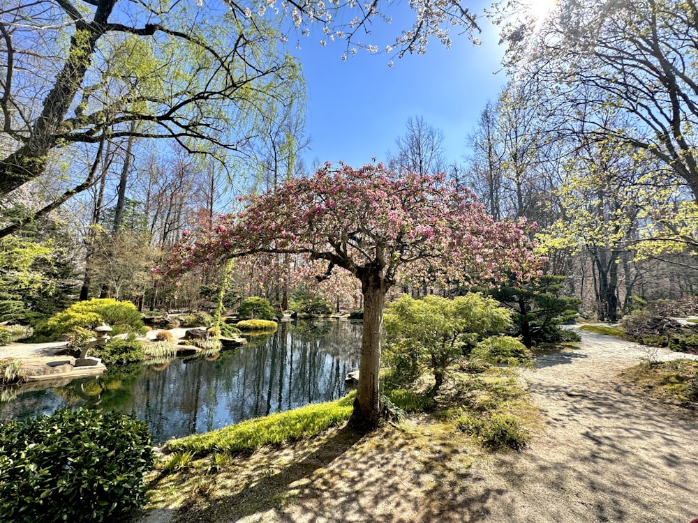 a small pond surrounded by trees in a park