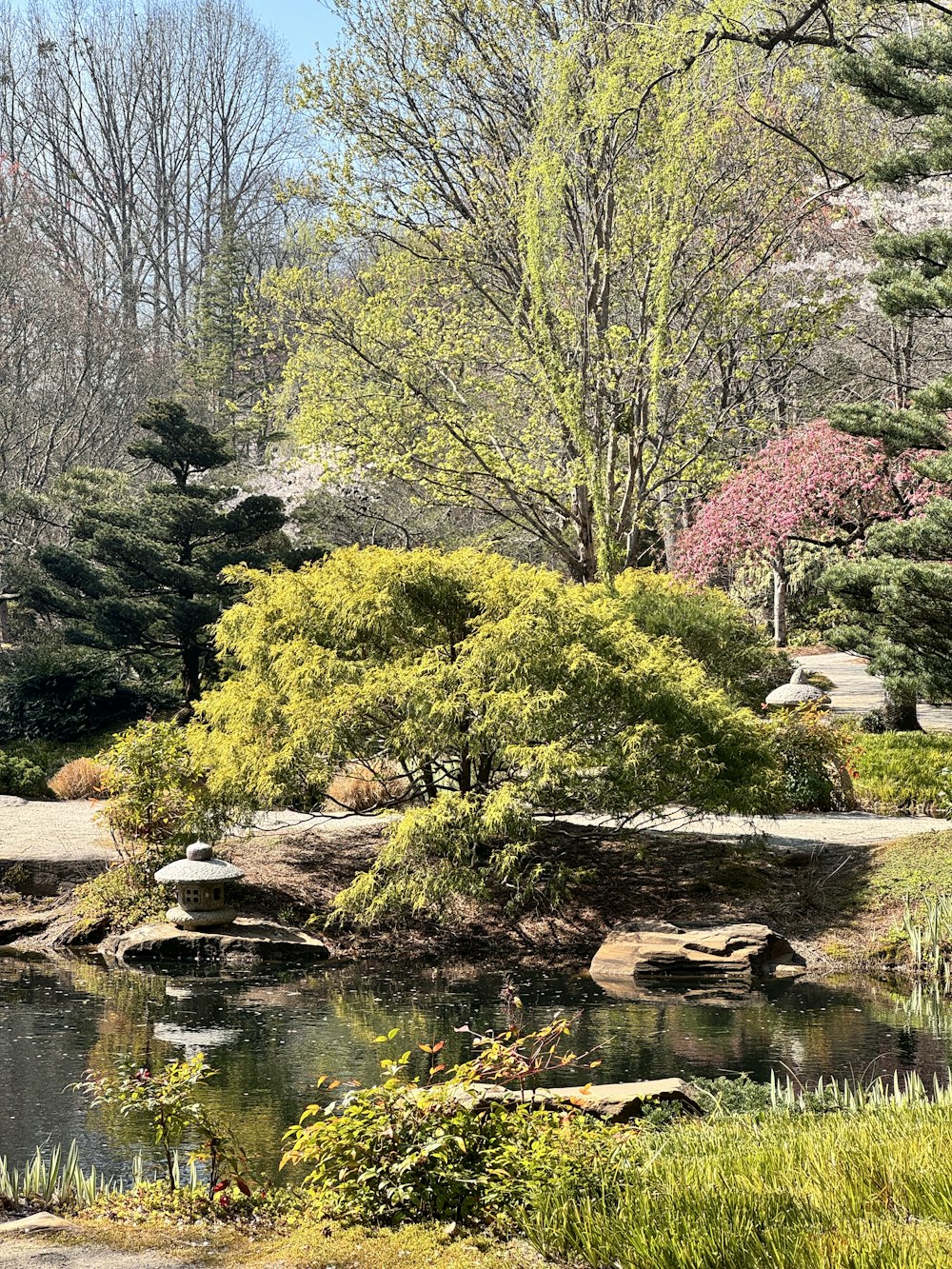 a pond in a park surrounded by trees