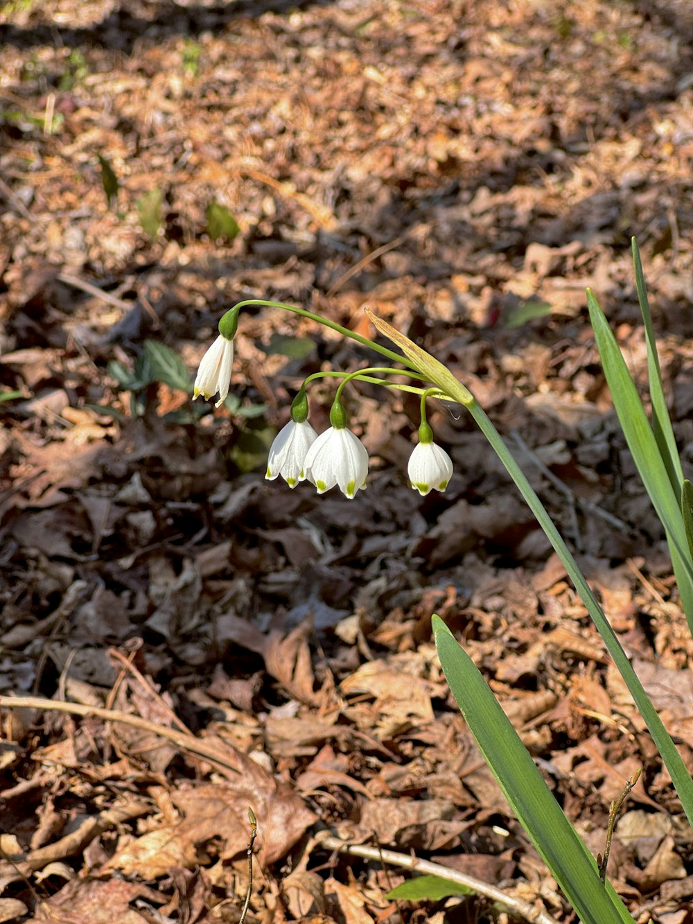 a couple of white flowers sitting on top of a leaf covered ground
