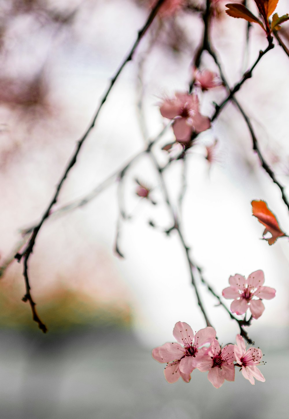 a branch of a tree with pink flowers