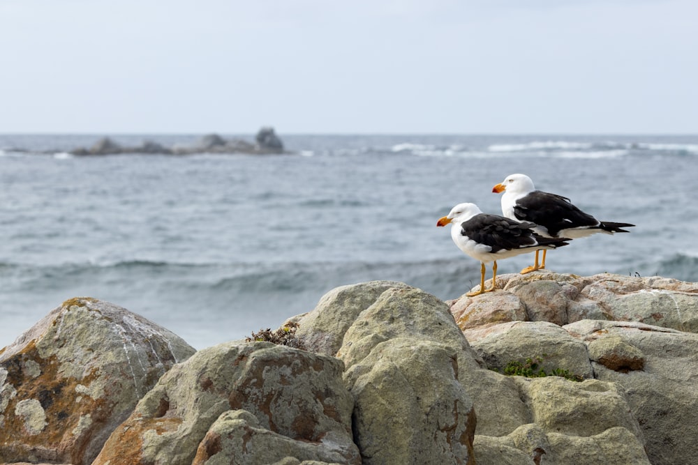 two seagulls standing on a rock by the ocean