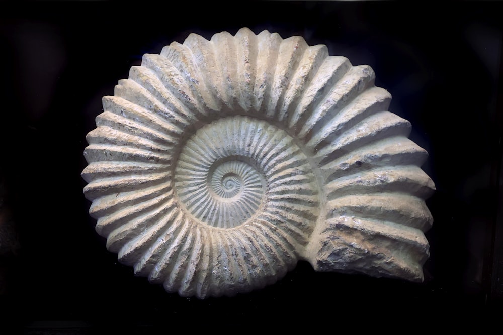 a close up of a shell on a black background