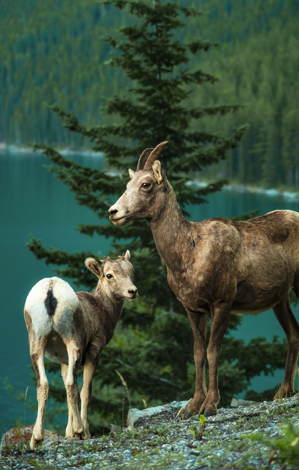 a couple of goats standing on top of a hill