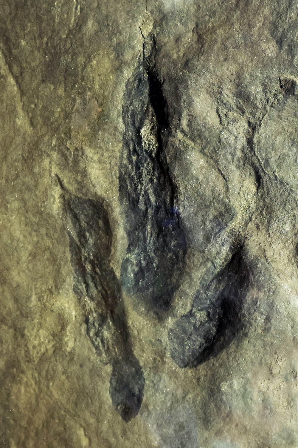 un'immagine di una formazione rocciosa con impronte su di essa