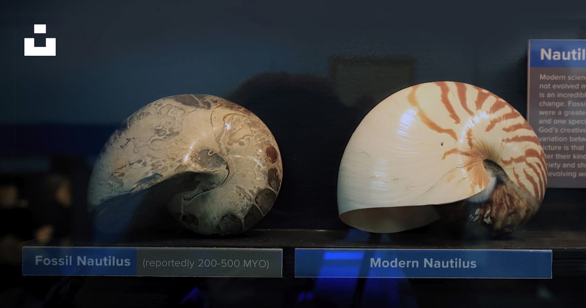 Three different types of shells on display in a museum photo – Free ...
