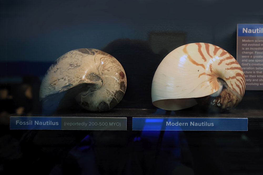 three different types of shells on display in a museum