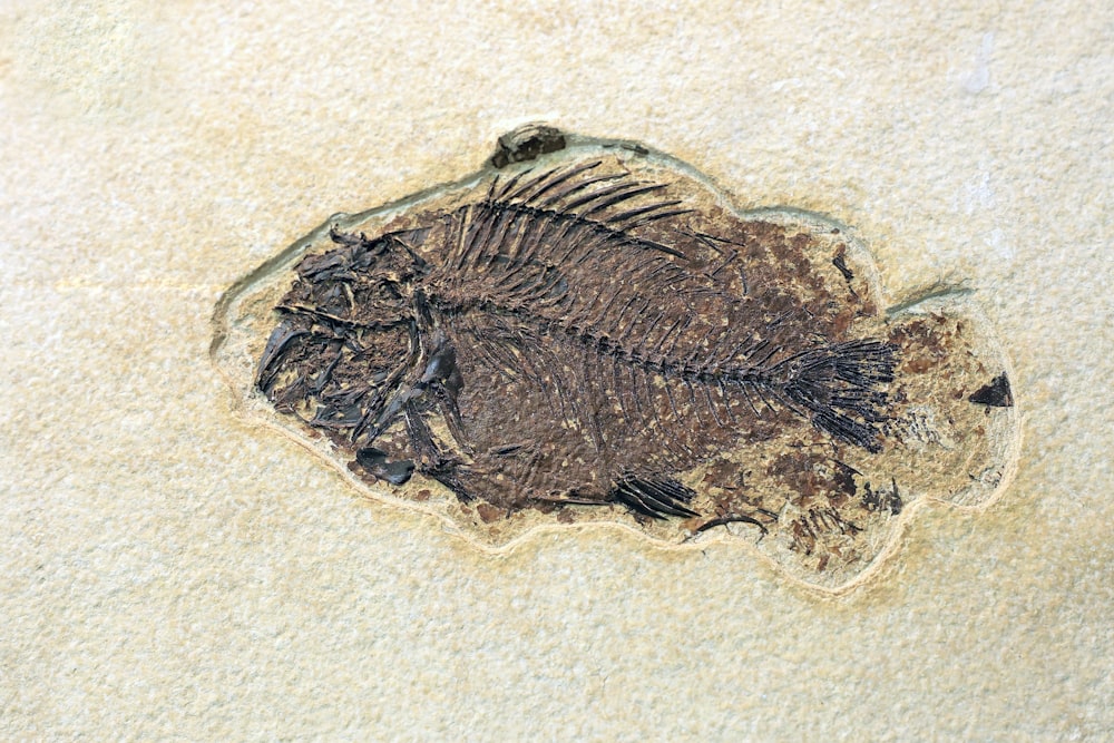 Un poisson fossile est représenté sur le sable
