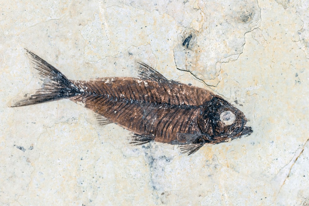 a fish that is laying on a rock