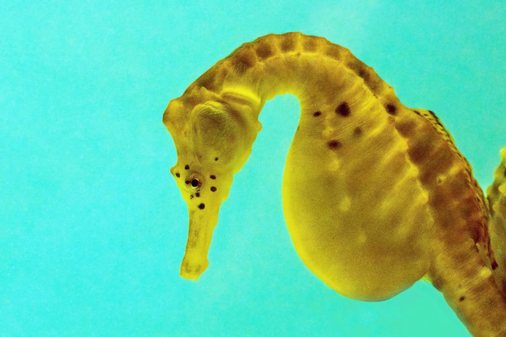 Ein gelbes Seepferdchen schwimmt im Wasser