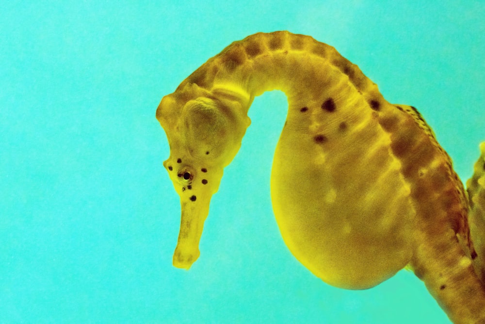 a yellow sea horse is swimming in the water